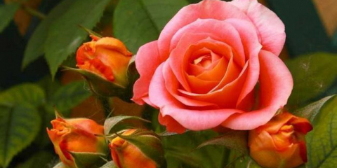 Jak pěstovat rose - top 180 fotografií, přistávacích tipů, zalévání, krmení, reprodukce růží. Rostoucí tajemství v zahradě